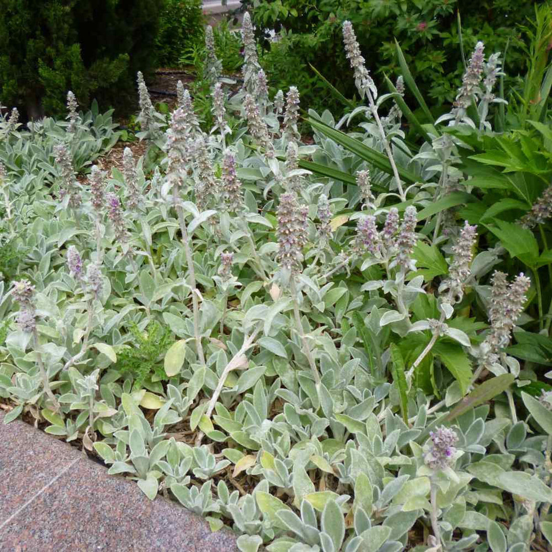 Stachys flower seeds