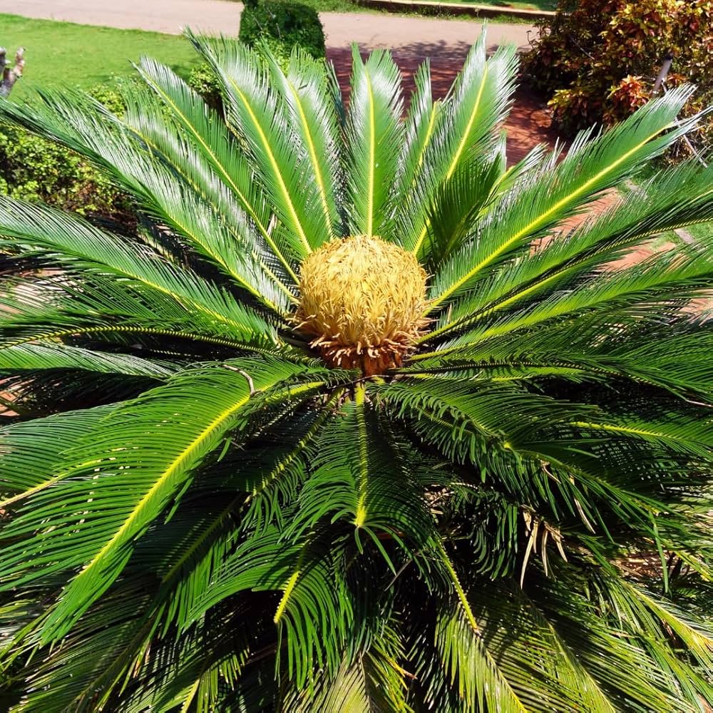 Green Cycads flower seeds
