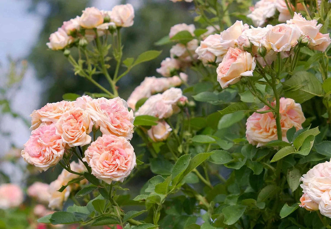 Cream Climbing flower seeds