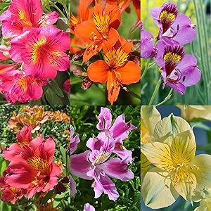 Alstroemeria flower seeds