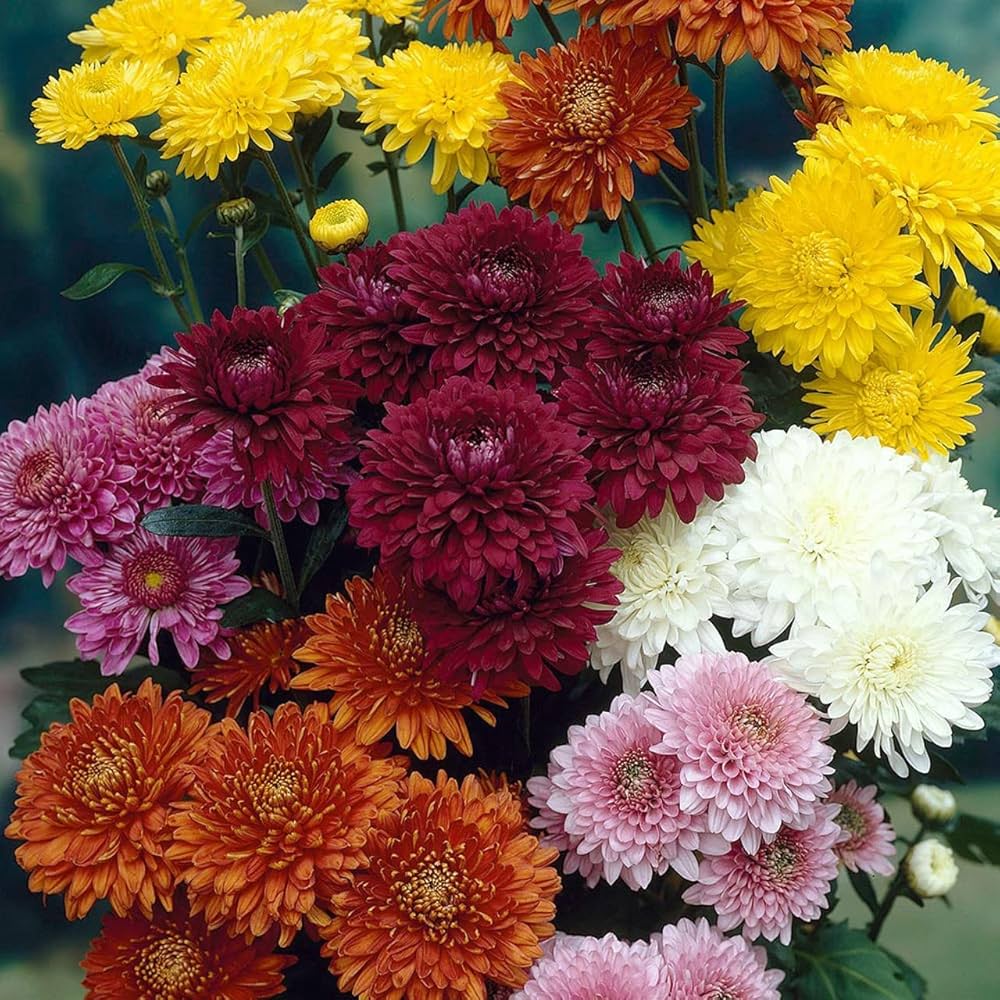 Chrysanthemum flower seeds