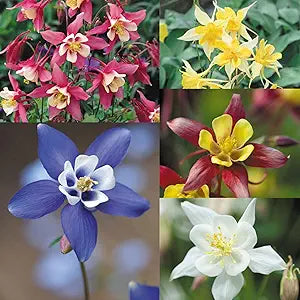 Aquilegia flower seeds