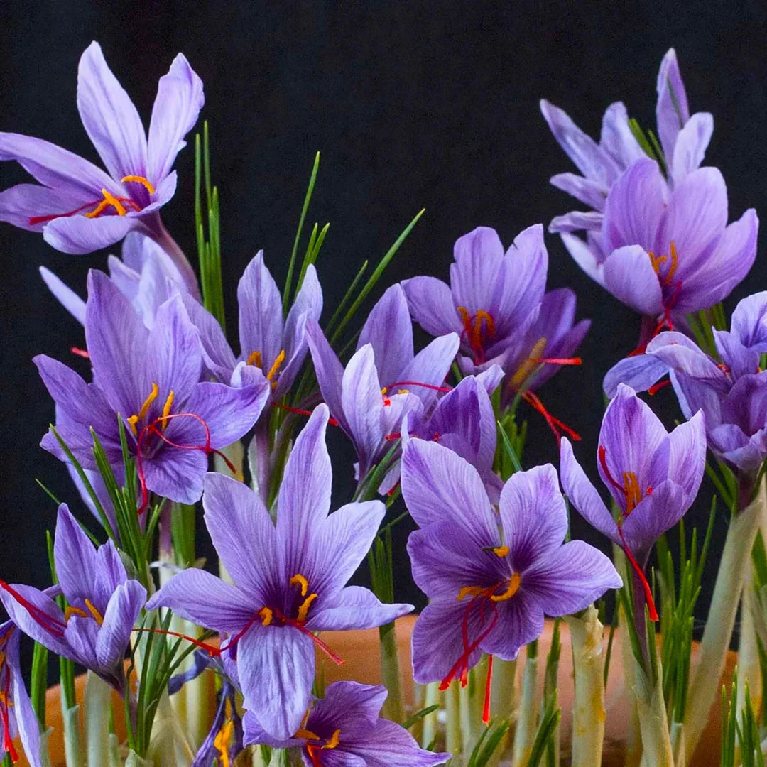 Crocus flower seeds