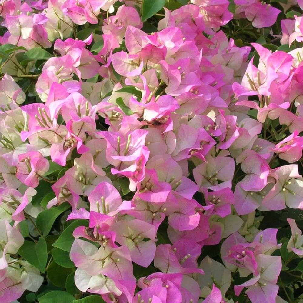 Light Pink flower seeds
