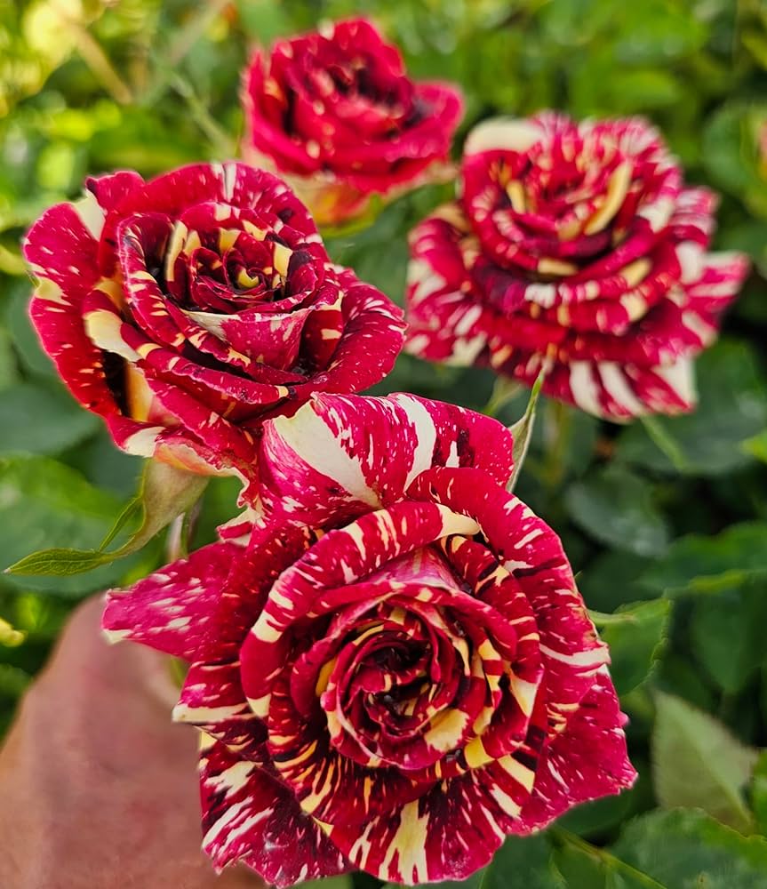 Abracadabra flower seeds