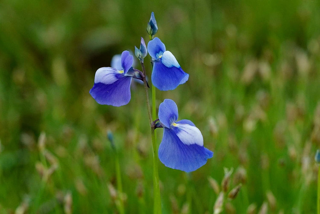 Blue Utricularia flower seeds