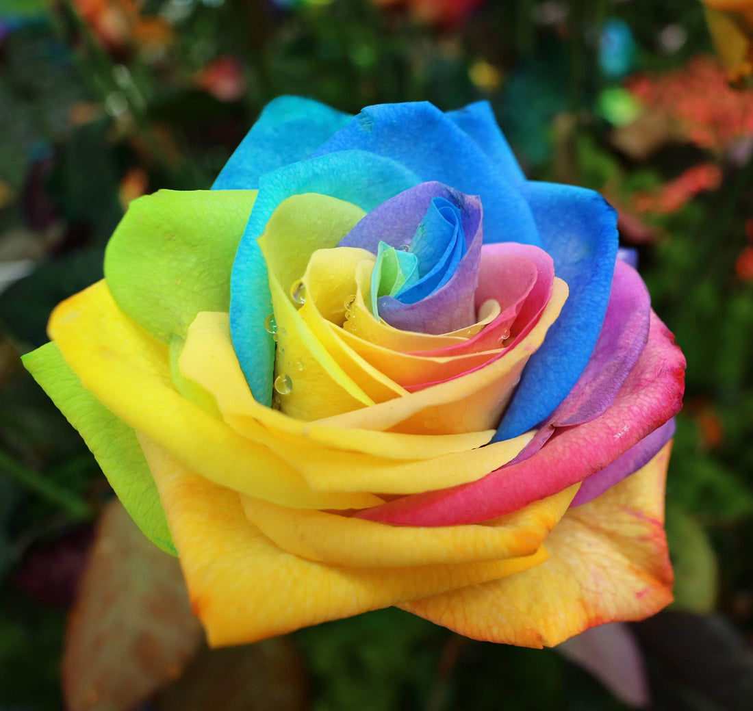 Mystic Rainbow flower seeds