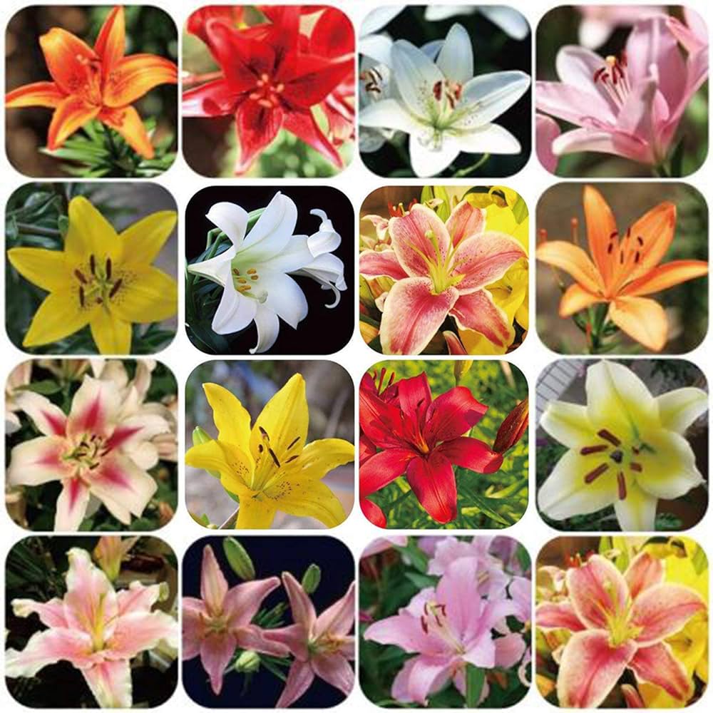 Perfume Lily flower seeds