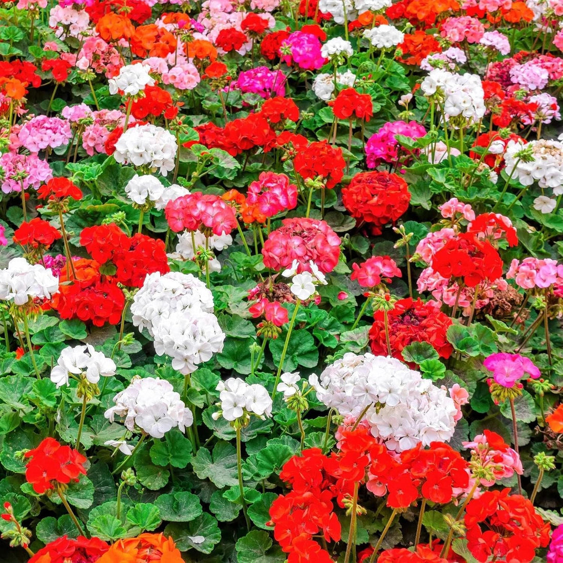 Geranium flower seeds