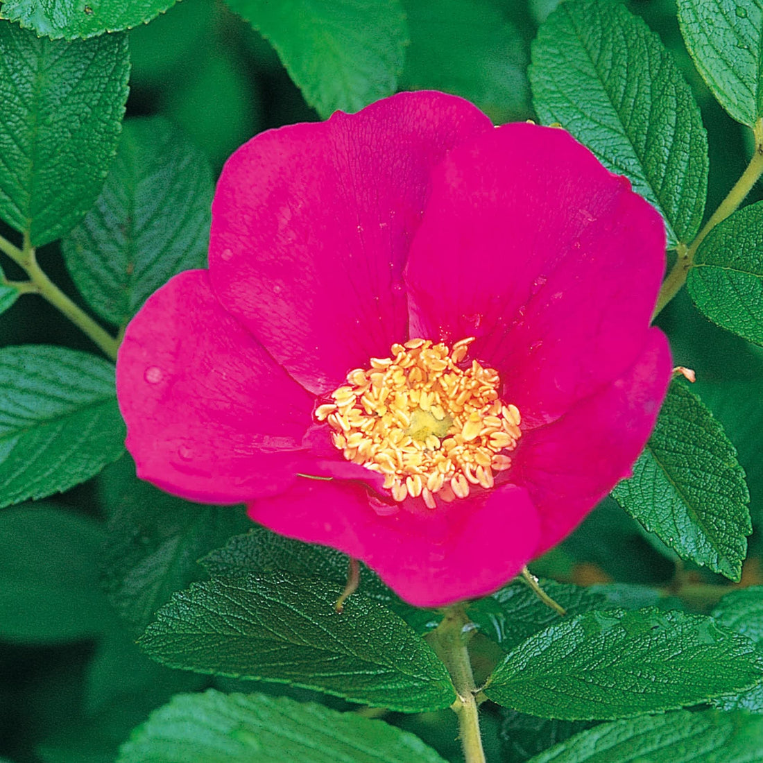Red Rugosa flower seeds