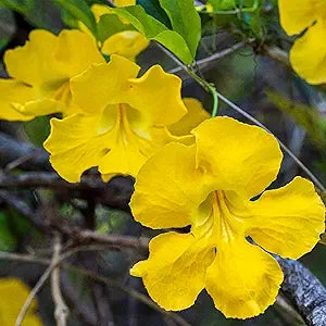 Macfadyena Unguis flower seeds