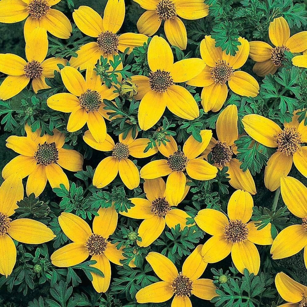 Bidens Golden flower seeds