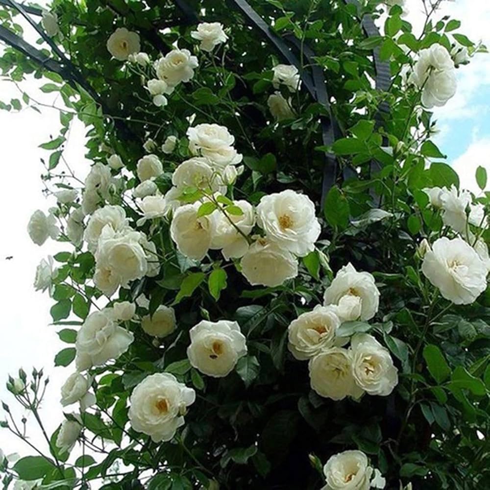 White Climbing flower seeds