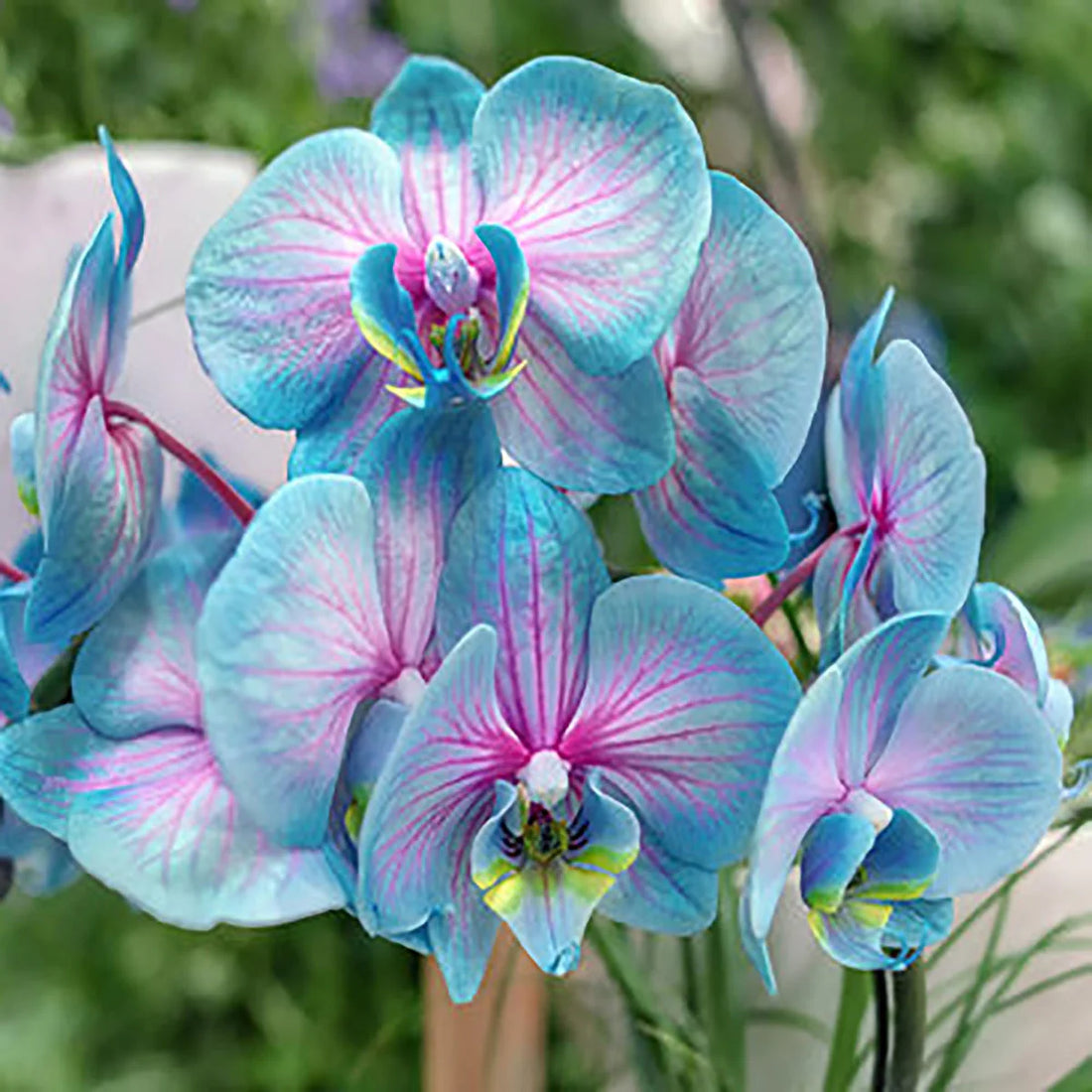 Orchid flower seeds