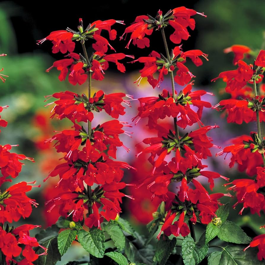 Lady In flower seeds