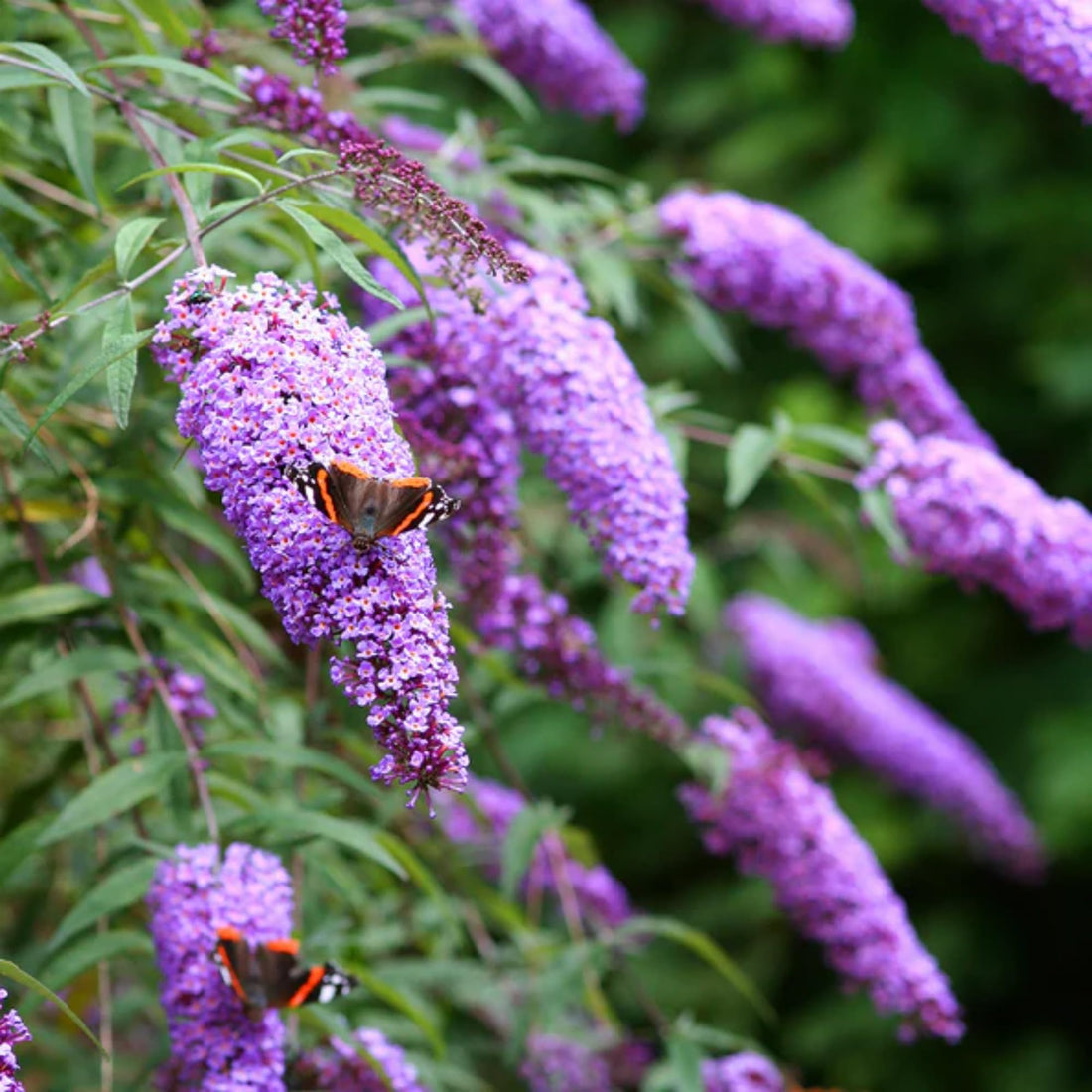 Buddleia flower seeds