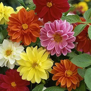 Unwin Bedding flower seeds