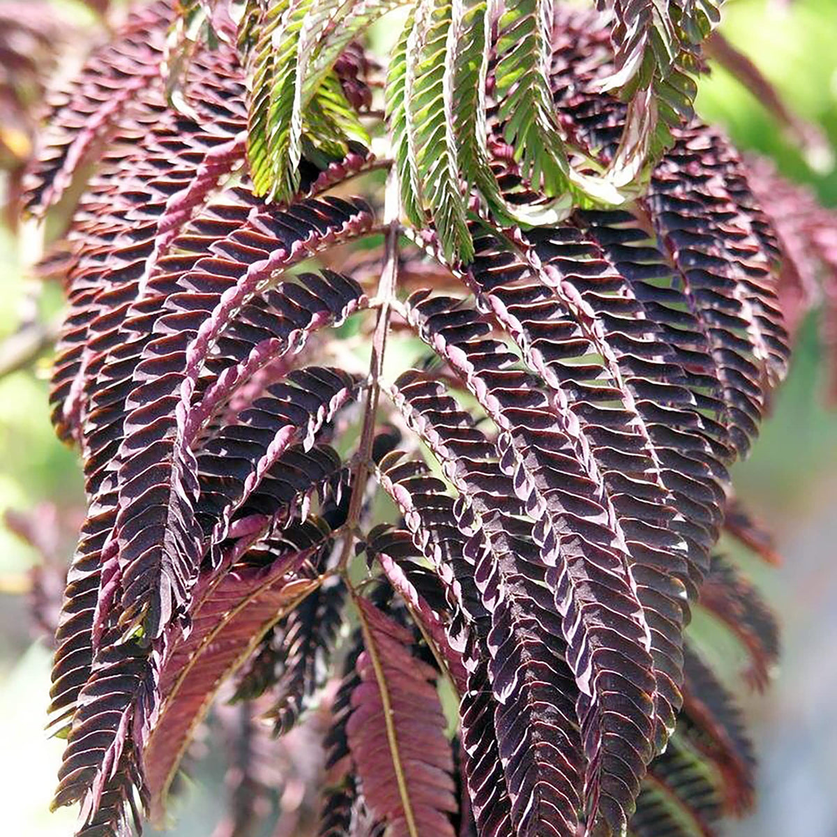 Chocolate Mimosa plant