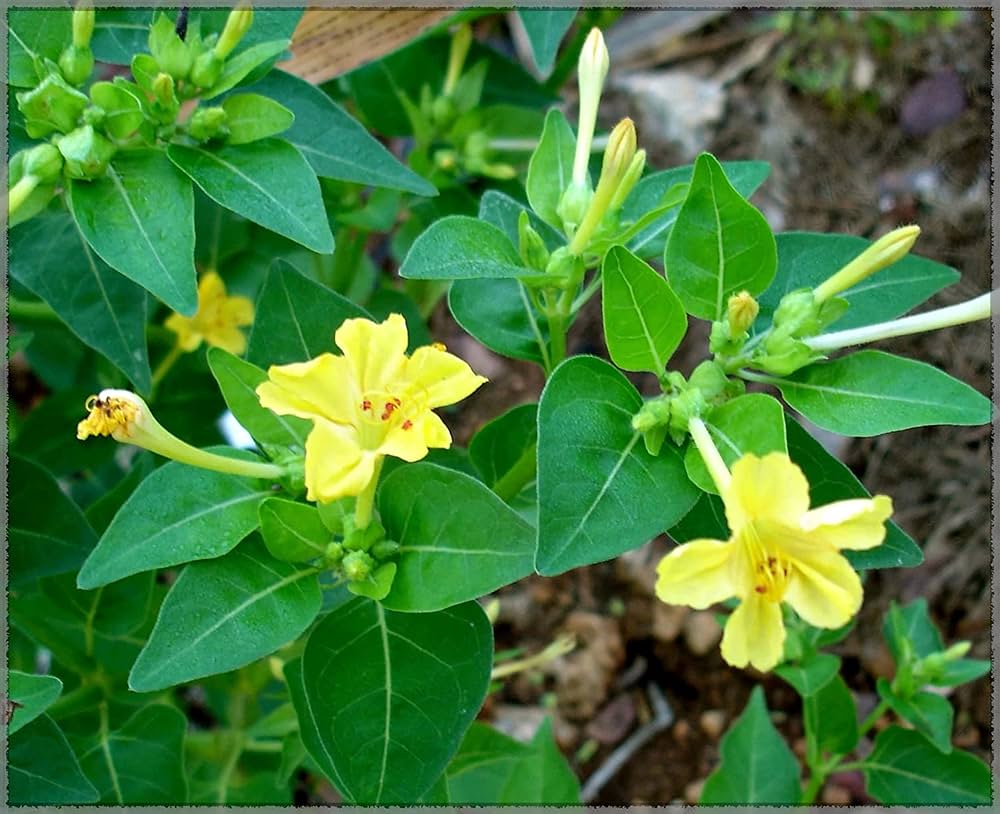Yellow Mirabilis flower seeds