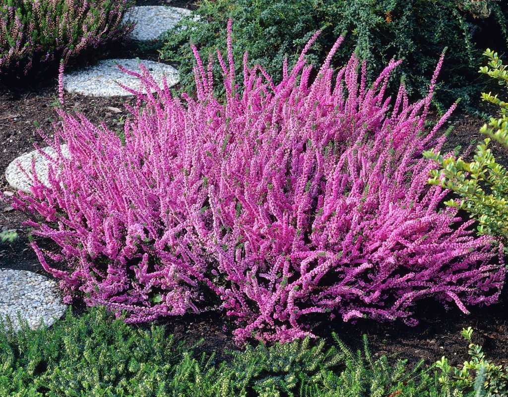 Calluna Vulgaris flower seeds