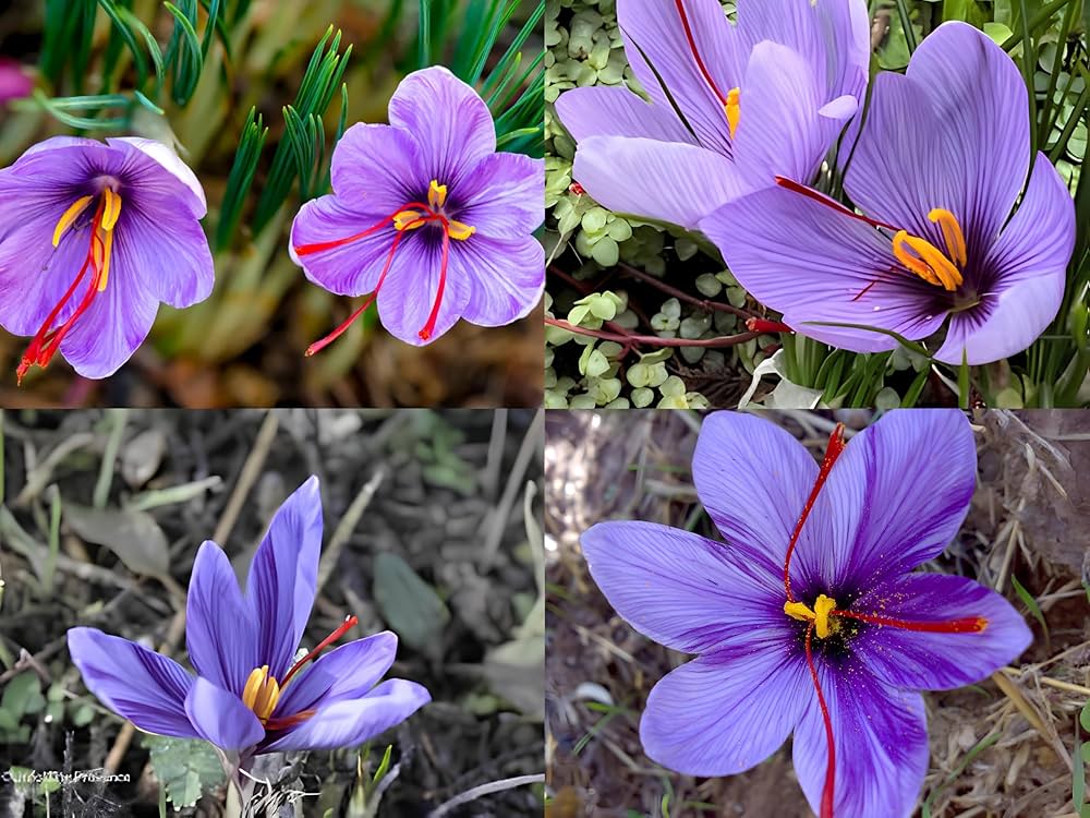 Saffron Crocus flower seeds