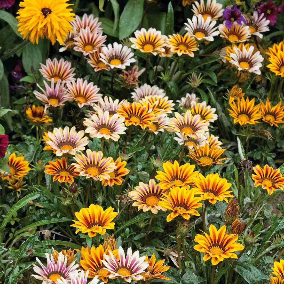 Gazania Giant flower seeds