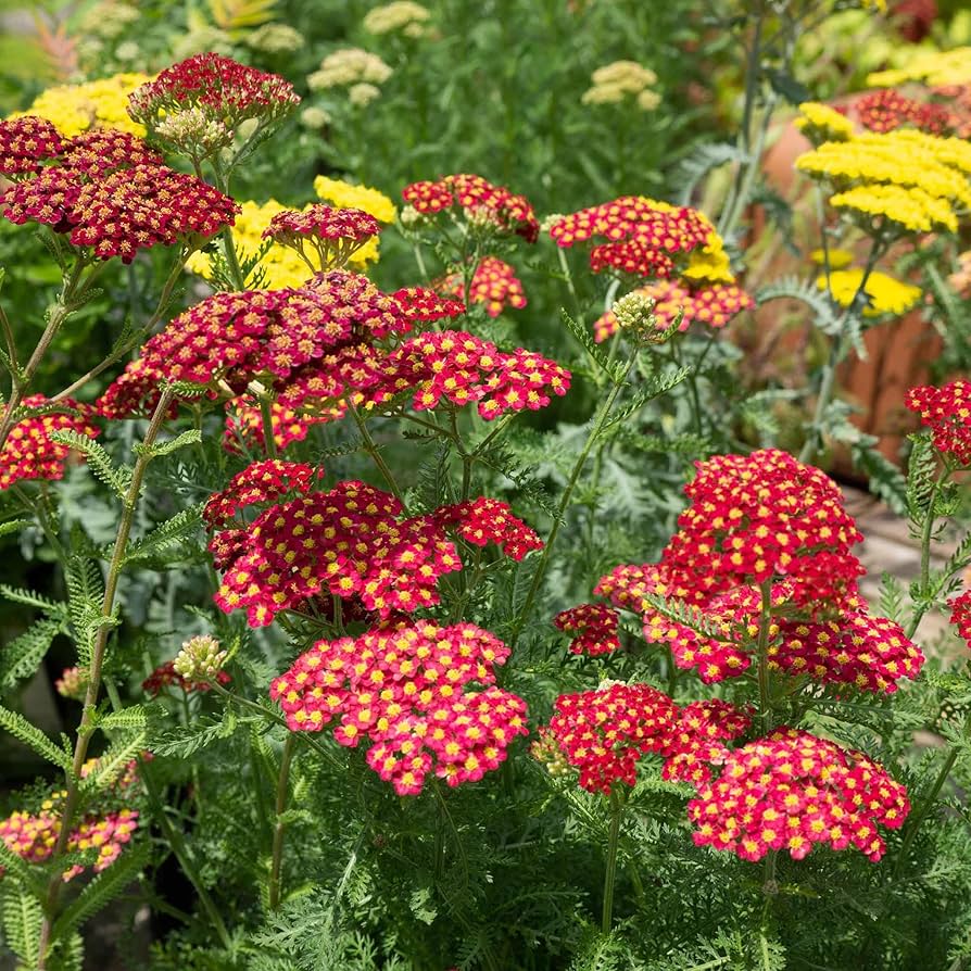 Red Yarrow flower seeds
