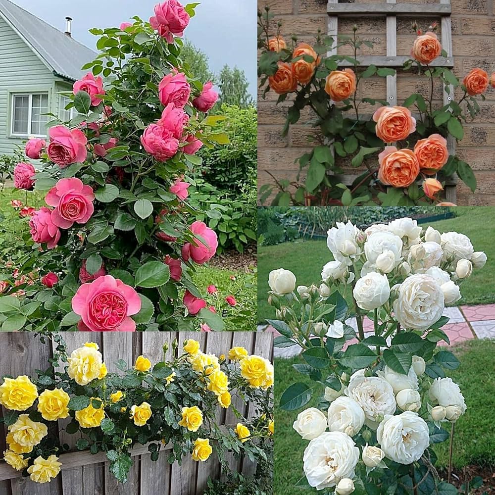Climbing Rose flower seeds