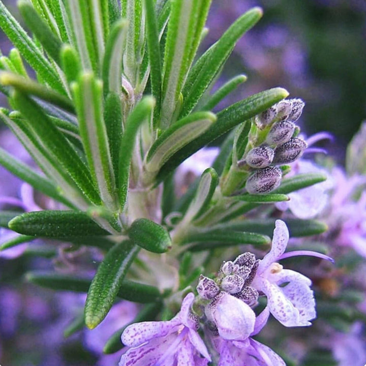 Pink Rosemary flower seeds
