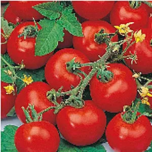 Sub Arctic Plenty Tomato Seeds