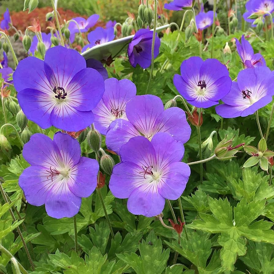 Purple Geranium flower seeds