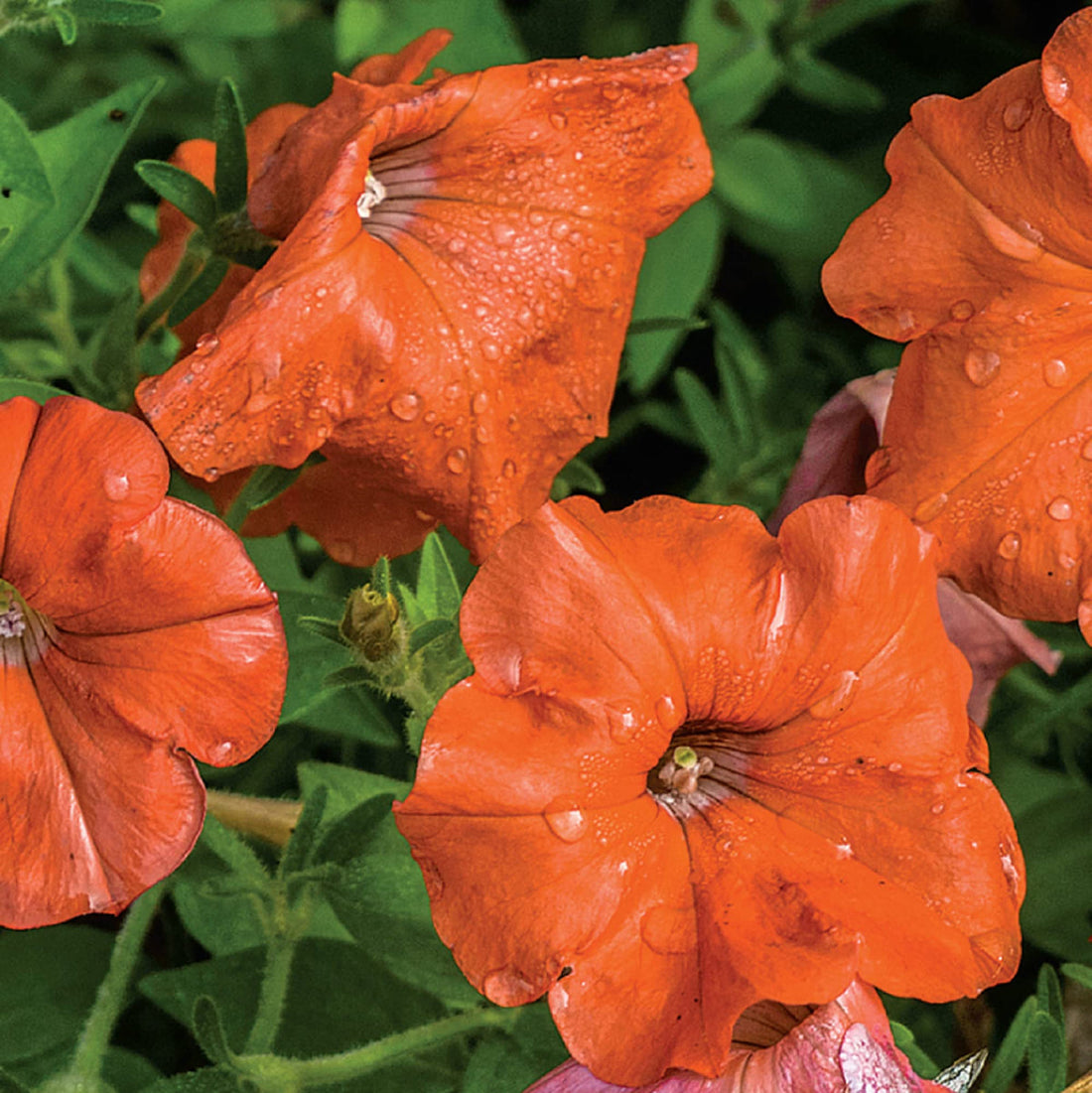 Orange Petunia flower seeds
