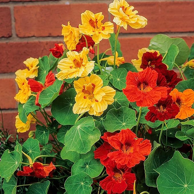 Jewel Nasturtium flower seeds