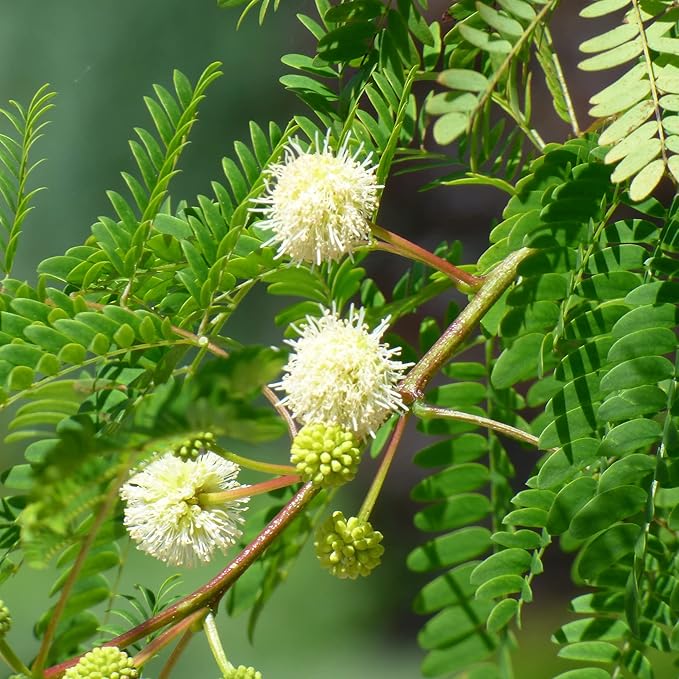 River Tamarind flower seeds