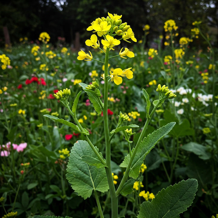 Yellow Mustard Vegetable Seeds for Planting – Heirloom Garden Greens for Home Gardens