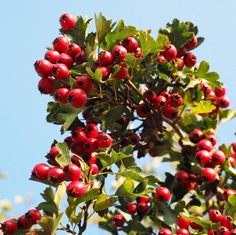 English Hawthorn Tree Seeds for Planting – Heirloom Non-GMO Garden Seeds