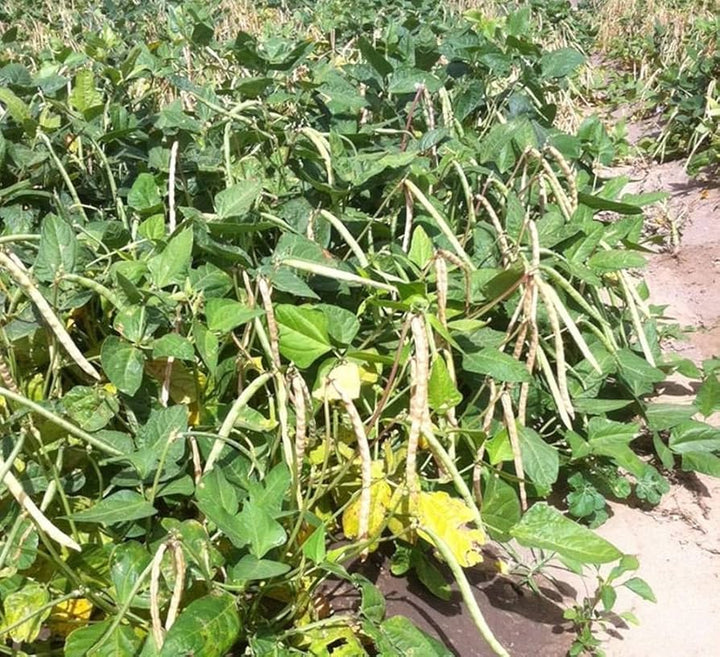 Dixie Lee Watermelon Seeds