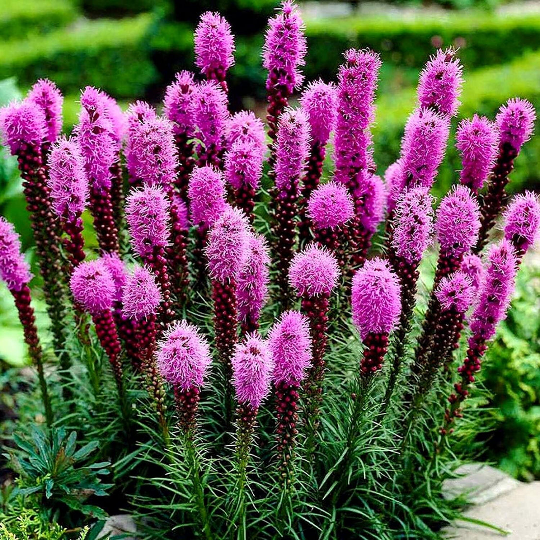 Violet Gayfeather flower seeds