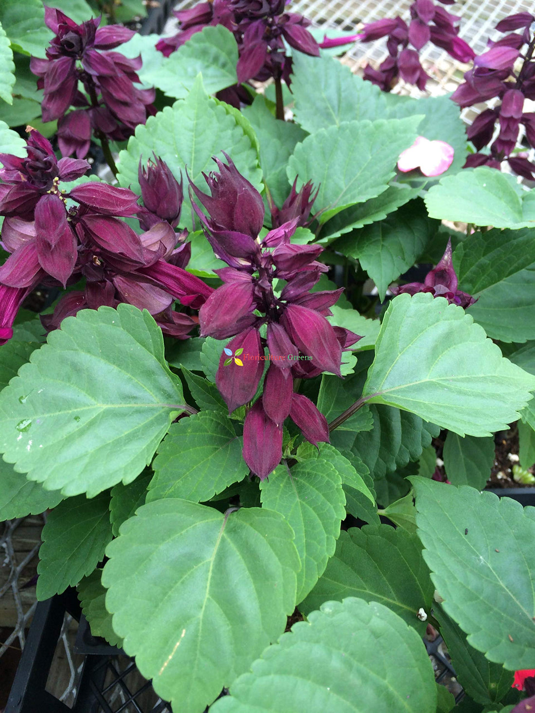 Salvia Splendens flower seeds