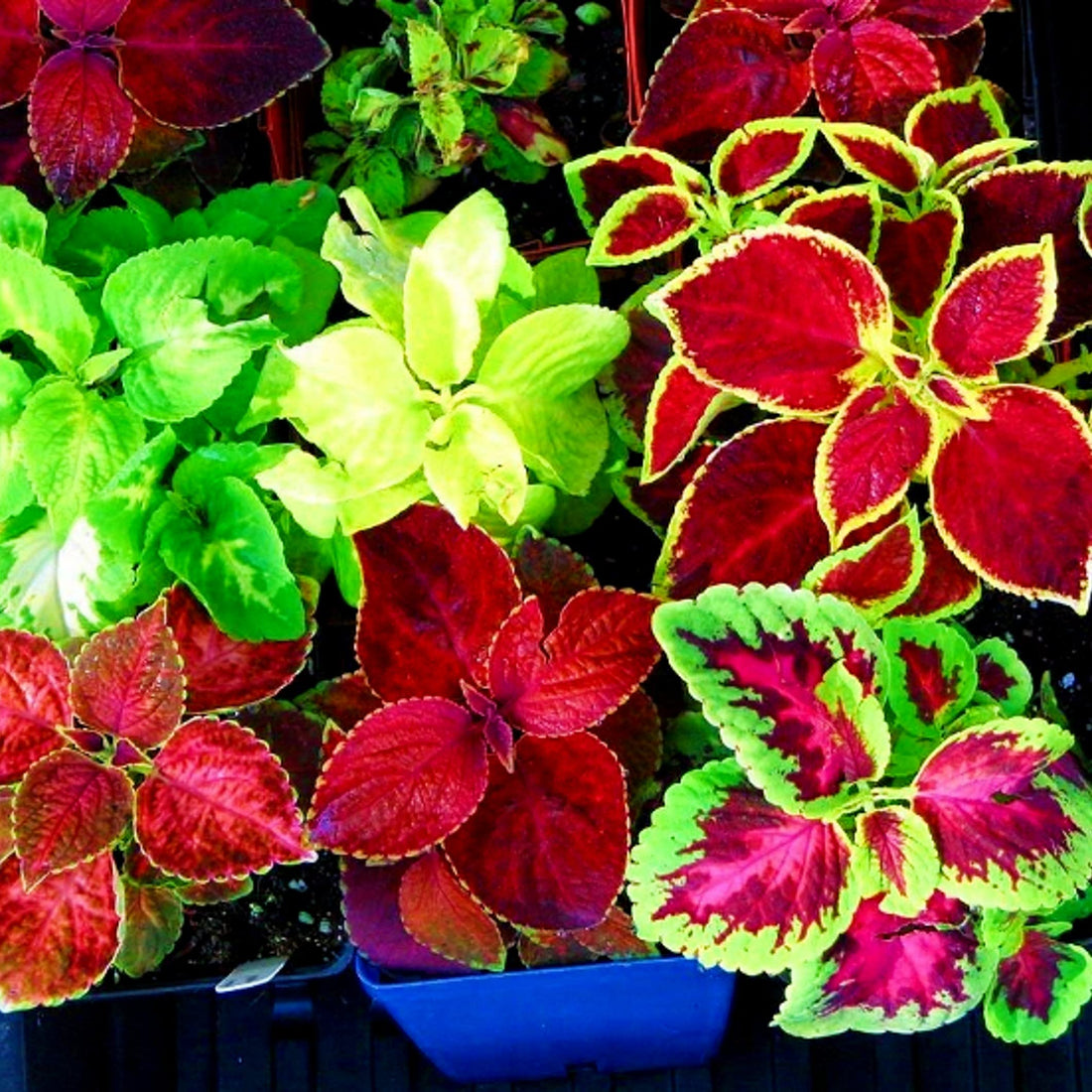 Coleus Canina flower seeds