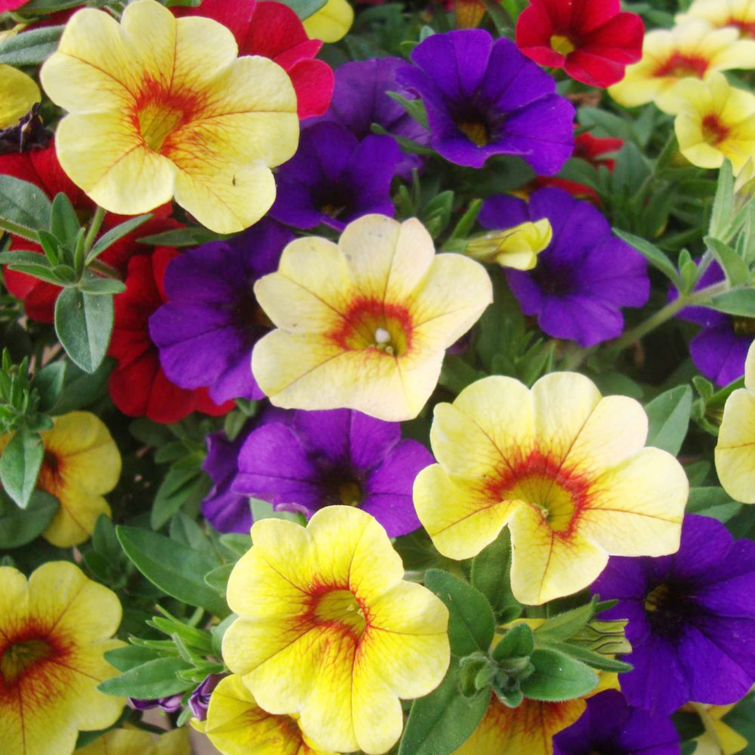 Calibrachoa Parviflora flower seeds