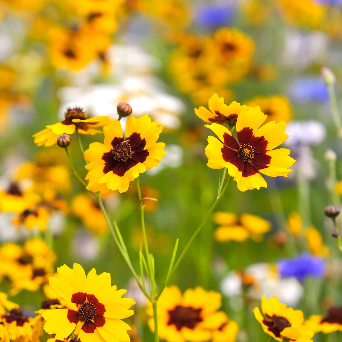 Calliopsis flower seeds