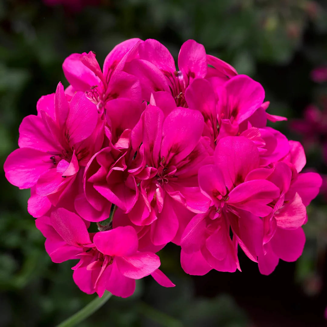 Pink Pelargonium flower seeds