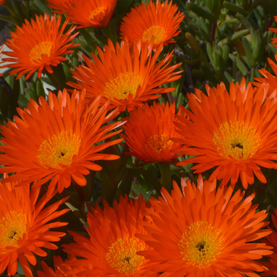 Orange Ice flower seeds