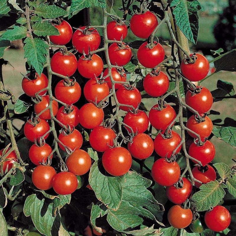 Crazy Cherry Tomato Vegetable Seeds for Planting – Heirloom Non-GMO Garden Seeds