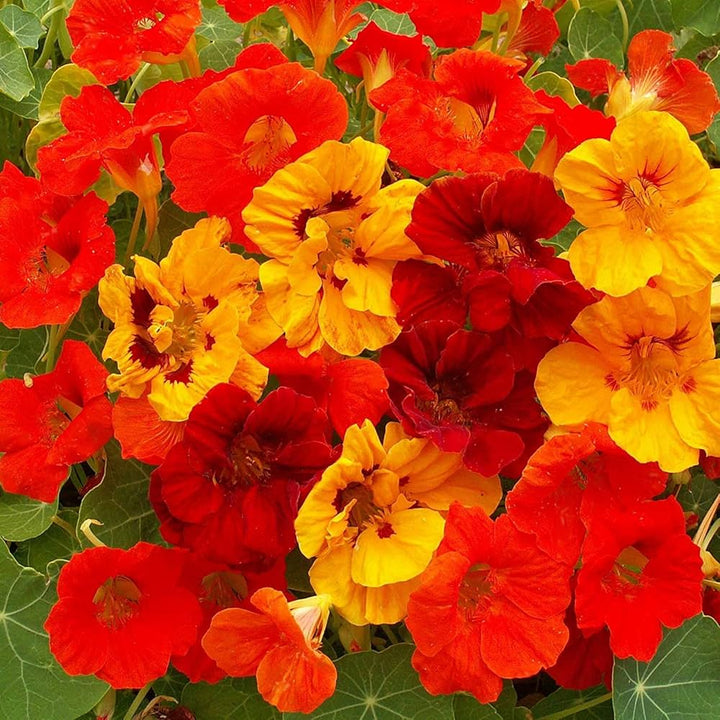 Jewel Nasturtium flower seeds