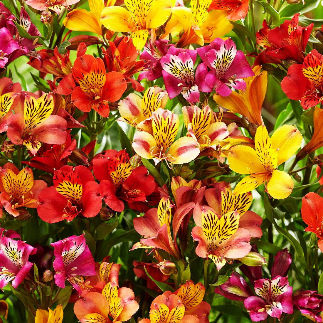 Alstroemeria Aurantiaca flower seeds
