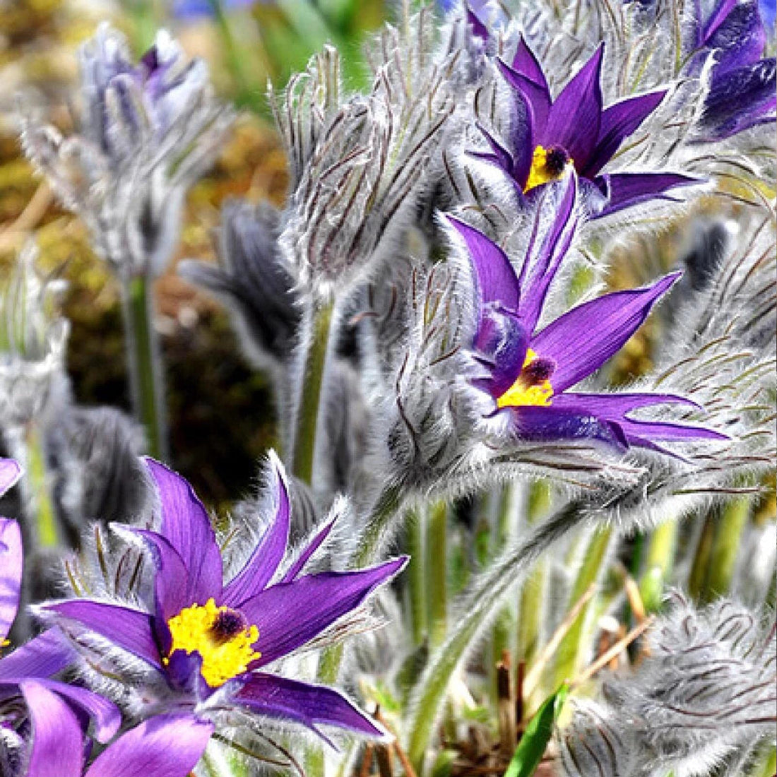Violet Pulsatilla flower seeds