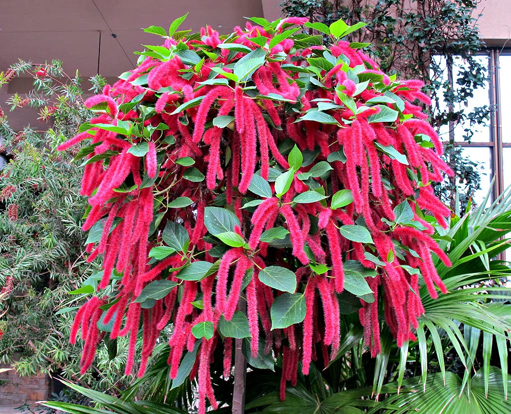 Chenille Plant flower seeds