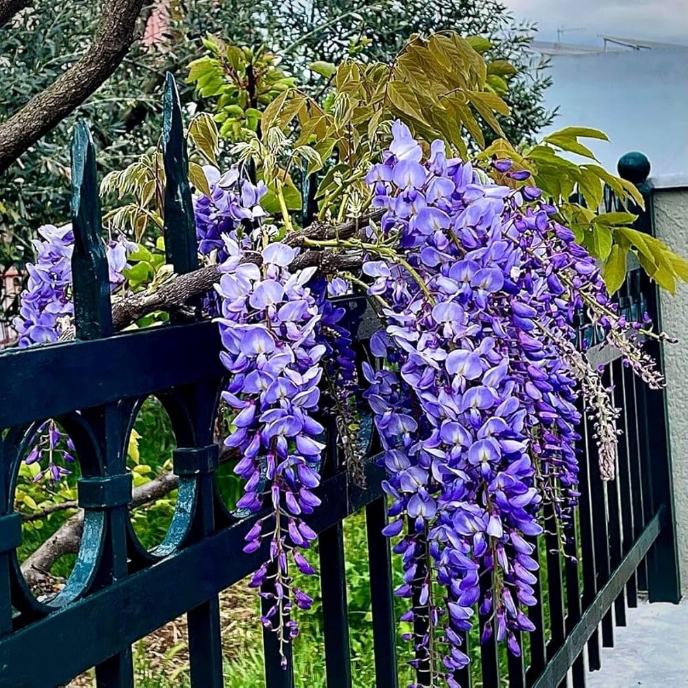 Wisteria flower seeds